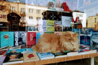 Nie żyje kot Cezar. Był symbolem popularnej księgarni na Saskiej Kępie 