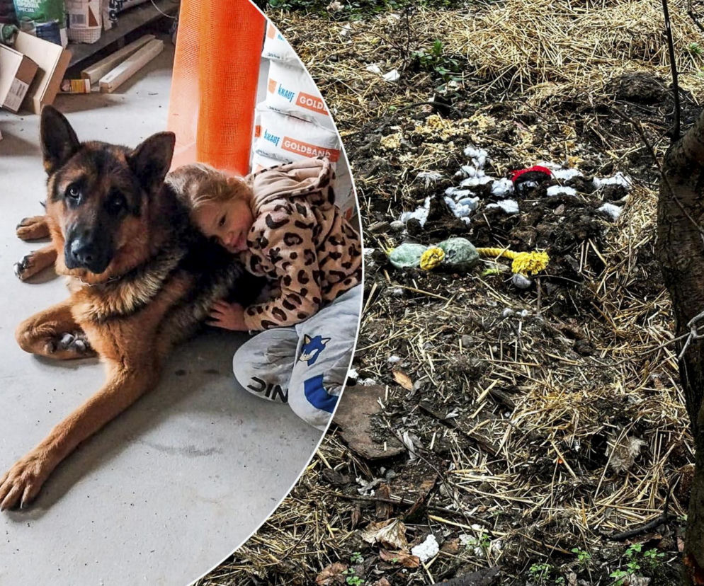 Aktywiści zabrali owczarka z posesji. Urzędnicy przyznają, że zrobiono to bezprawnie