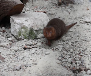 Mangusteczki karłowate, choć mają zaledwie kilkadziesiąt centymetrów długości, potrafią zaskoczyć energią, sprytem i… niezwykłym życiem towarzyskim