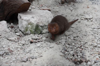Mangusteczki karłowate, choć mają zaledwie kilkadziesiąt centymetrów długości, potrafią zaskoczyć energią, sprytem i… niezwykłym życiem towarzyskim