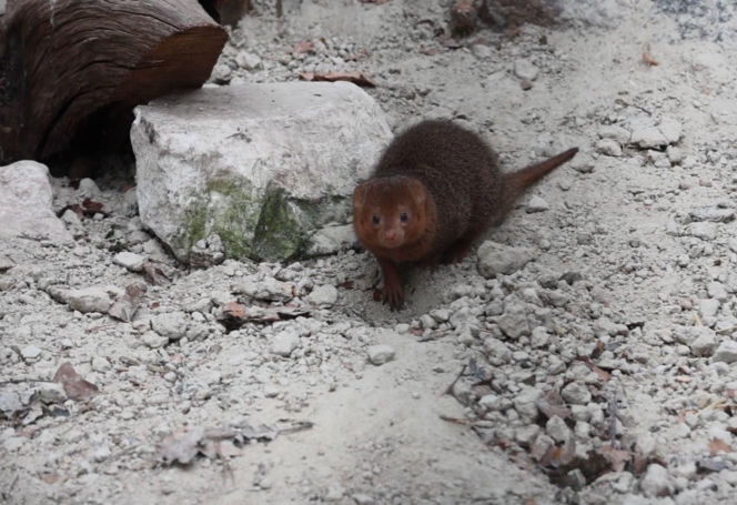 Mangusteczki karłowate, choć mają zaledwie kilkadziesiąt centymetrów długości, potrafią zaskoczyć energią, sprytem i… niezwykłym życiem towarzyskim