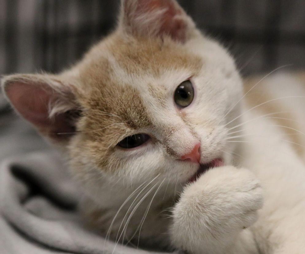 Kot do adopcji - Kot numer 1