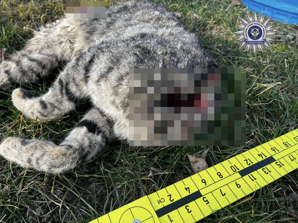 "Nie dał się pogłaskać". 42-latek poćwiartował kota. Internauta: "ZŁO, które trudno wyrazić słowami"