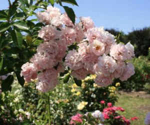 roza