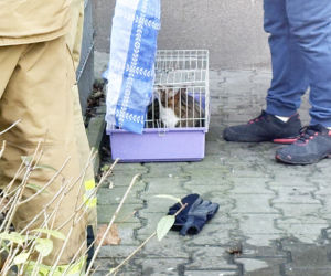 Pożar mieszkania na parterze. Strażacy z ognia wynieśli przerażonego kota