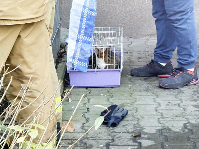 Pożar mieszkania na parterze. Strażacy z ognia wynieśli przerażonego kota