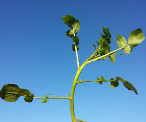 Nie awokado ani jarmuż. Naukowcy wskazali najzdrowsze warzywo no świecie. Polacy wciąż rzadko po nie sięgają