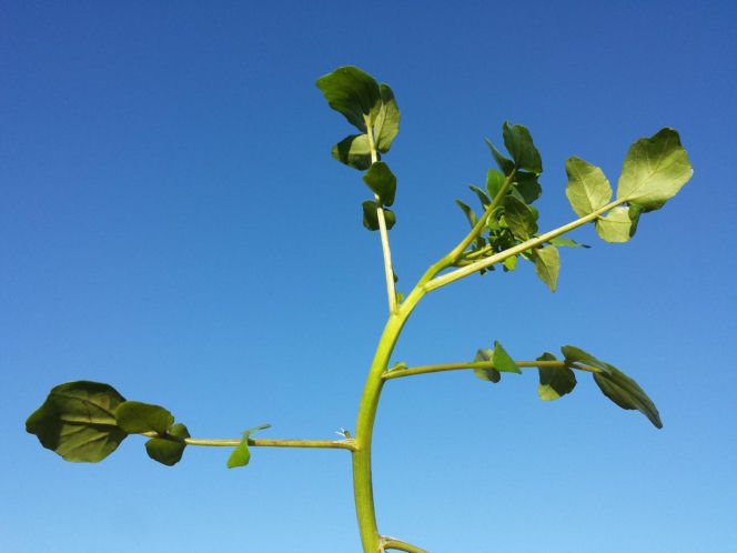Nie awokado ani jarmuż. Naukowcy wskazali najzdrowsze warzywo no świecie. Polacy wciąż rzadko po nie sięgają
