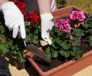 Kiedy sadzić pelargonie do skrzynek? Sprawdź