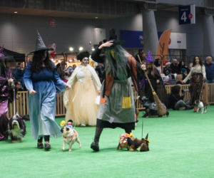 Międzynarodowa Wystawa Psów Rasowych Duo Cacib Kielce 2025