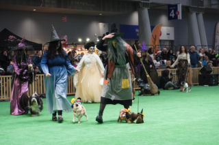 Międzynarodowa Wystawa Psów Rasowych Duo Cacib Kielce 2025