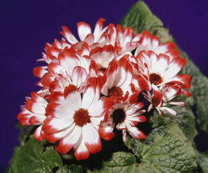 Starzec cyneraria