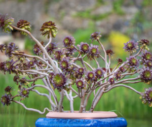 Eonium drzewiaste