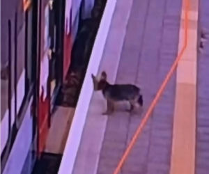 Sam wsiadł do pociągu i pojechał na gapę. Przechadzał się po wagonie i odwiedzał pasażerów
