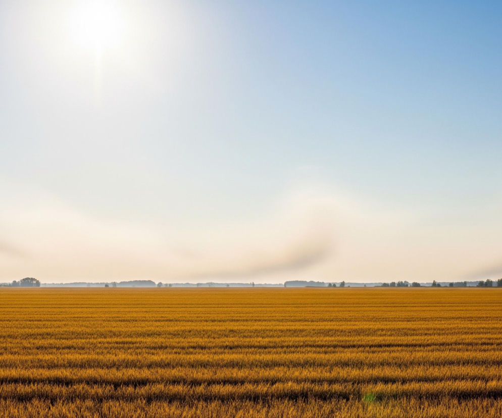 Rozległe pole, pokryte żółto-pomarańczowymi roślinami o ułożeniu w równoległe rzędy, rozciąga się od dołu do około jednej trzeciej wysokości obrazu. Na horyzoncie widoczny jest ciemny, wąski pas odległych drzew i krzewów. Nad polem rozpościera się jasne, stopniowo przechodzące z jasnego błękitu u góry do bladego pomarańczu przy horyzoncie niebo. Słońce, widoczne jako jasny, rozmyty punkt z promieniami, znajduje się w lewej górnej części nieba, a na wysokości horyzontu unoszą się blade, rozmyte smugi dymu lub mgły.