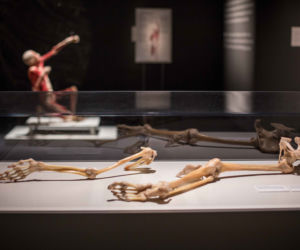 Bodies Revealed
