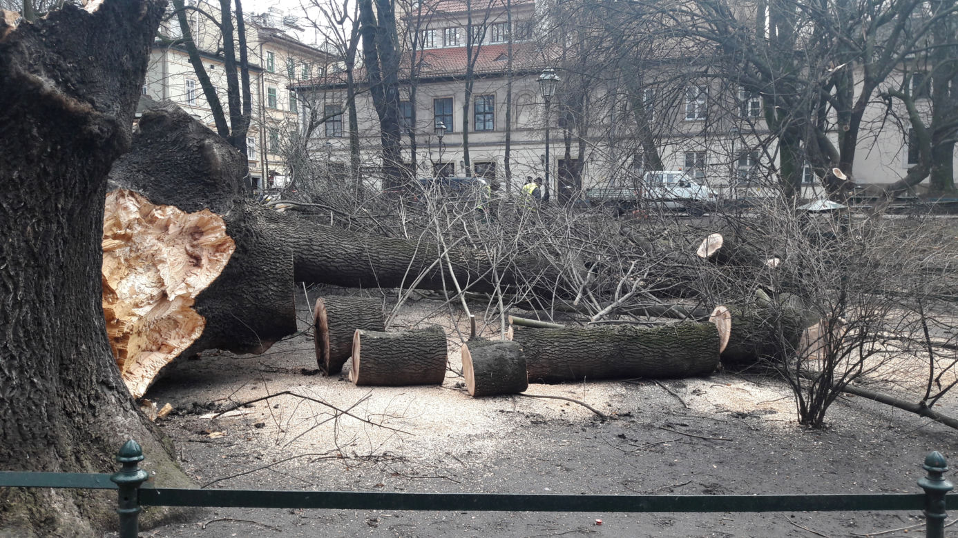 Ogromne drzewo powalone na Plantach [ZDJĘCIA]