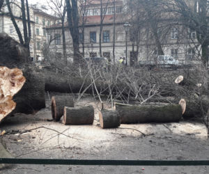 Ogromne drzewo powalone na Plantach [ZDJĘCIA]
