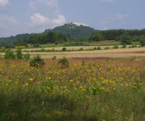 Góra Zborów (462 m n.p.m.)