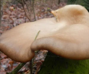 Grzyby do zbierania zimą