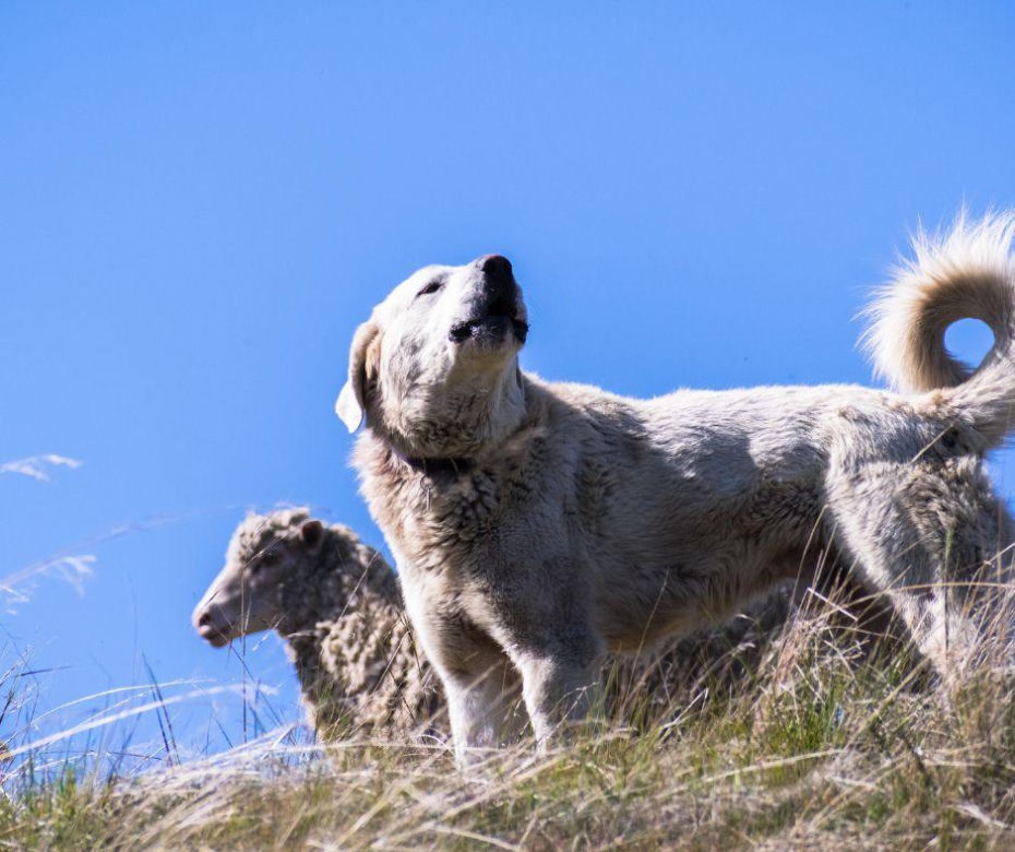 Akbash dog