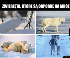 Mróz memy