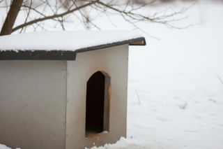Straż Miejska w Ostrzeszowie. Jak dbać o psy zimą?