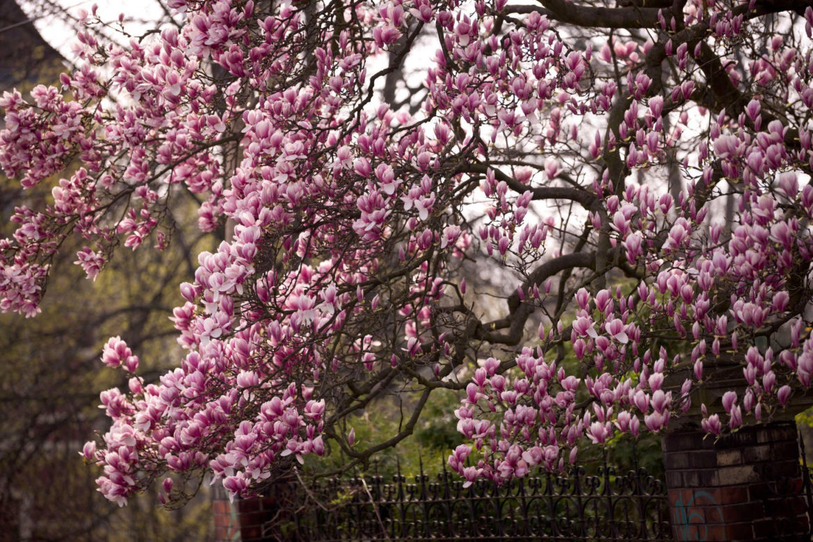 Szlak Kwitnących Magnolii