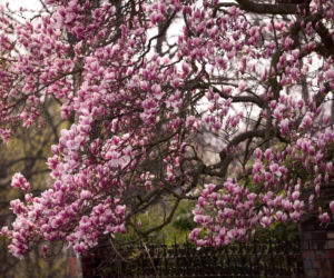 Szlak Kwitnących Magnolii