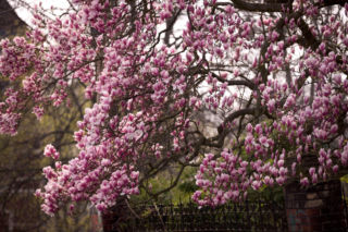 Szlak Kwitnących Magnolii
