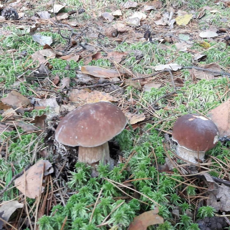 Wielkie grzybobranie w Toruniu i okolicach. Zobaczcie wspaniałe zbiory