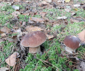 Wielkie grzybobranie w Toruniu i okolicach. Zobaczcie wspaniałe zbiory
