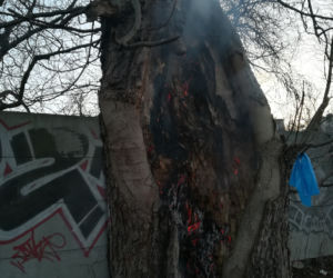 Urządził sobie śmietnik w drzewie. O krok od tragedii