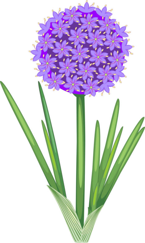 Rośliny cebulowe