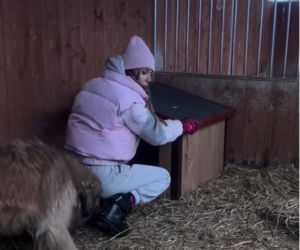 Doda kończy działania pomocowe dla schronisk. Nie mogę dalej w tym zostać