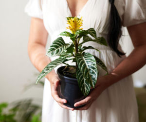 Afelandra stercząca