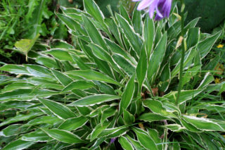 Funkia 'Stiletto' - Hosta hybrida 'Stiletto'