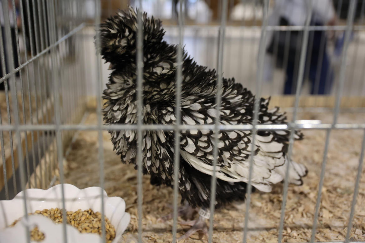 Zoopark 2024 w Lublinie. Można podziwiać wiele gatunków zwierząt