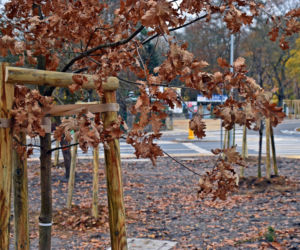 Nowe nasadzenia na węźle Głębokie