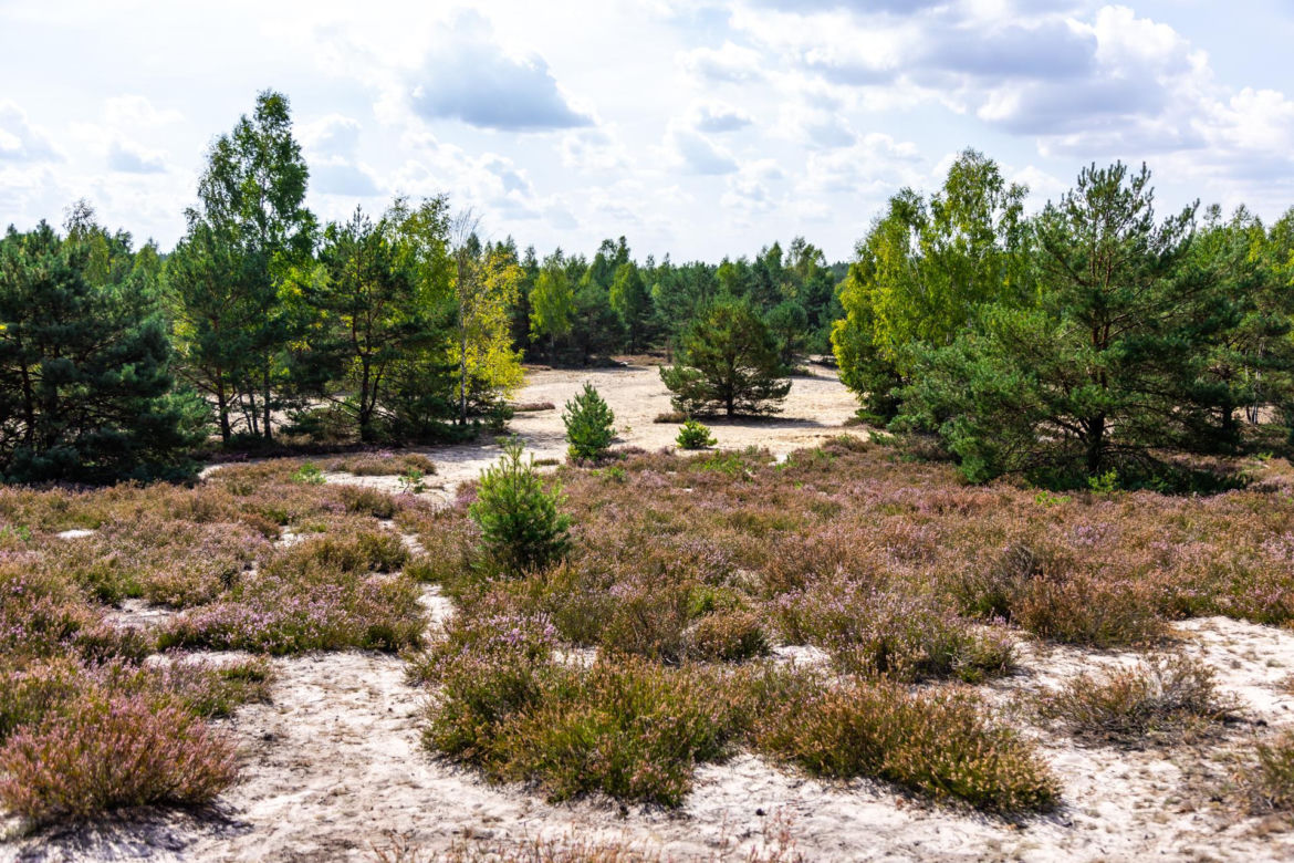 Wrzosowiska Mostówka