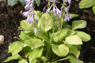 Funkia 'Golden Scepter'  - Hosta hybrida 'Golden Scepter' 