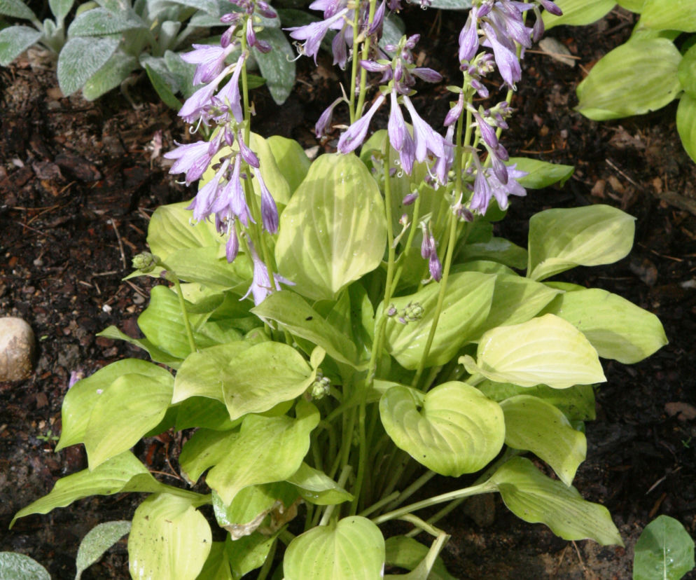 Funkia 'Golden Scepter'
