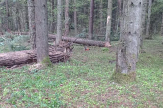 Śmierć podczas wycinki drzew