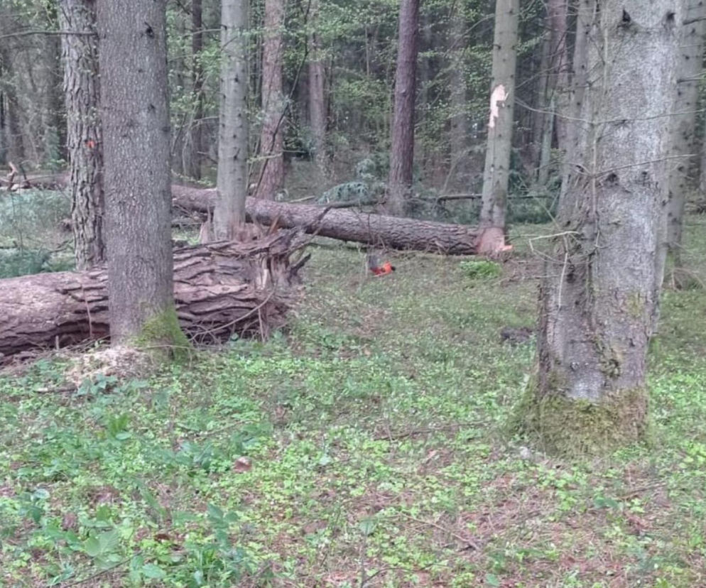 Śmierć podczas wycinki drzew