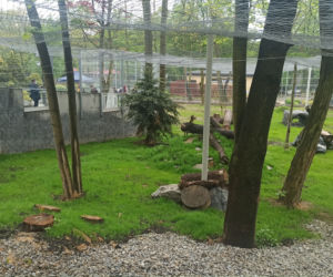 W śląskim ZOO powstała nowa woliera dla panter śnieżnych