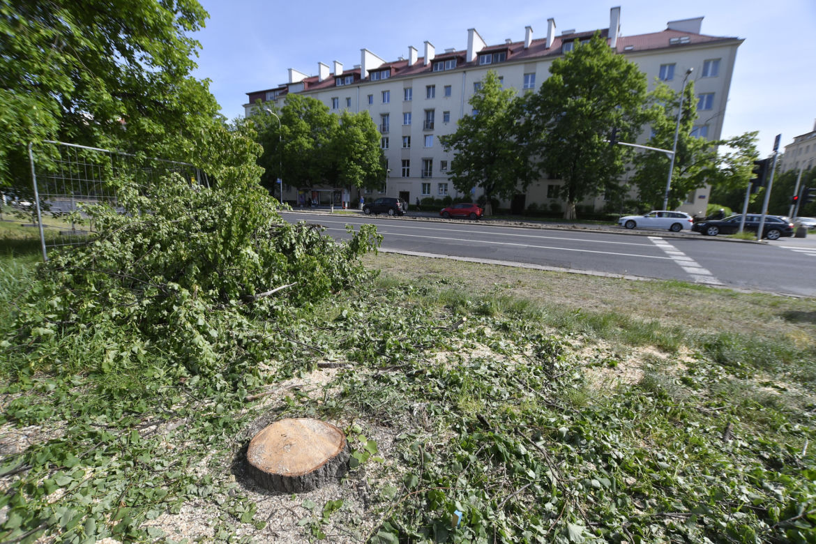Wycinka drzew na Mokotowie. Mieszkańcy zbulwersowani, tramwajarze uspokajają