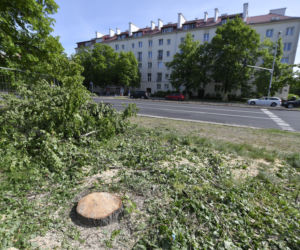 Wycinka drzew na Mokotowie. Mieszkańcy zbulwersowani, tramwajarze uspokajają