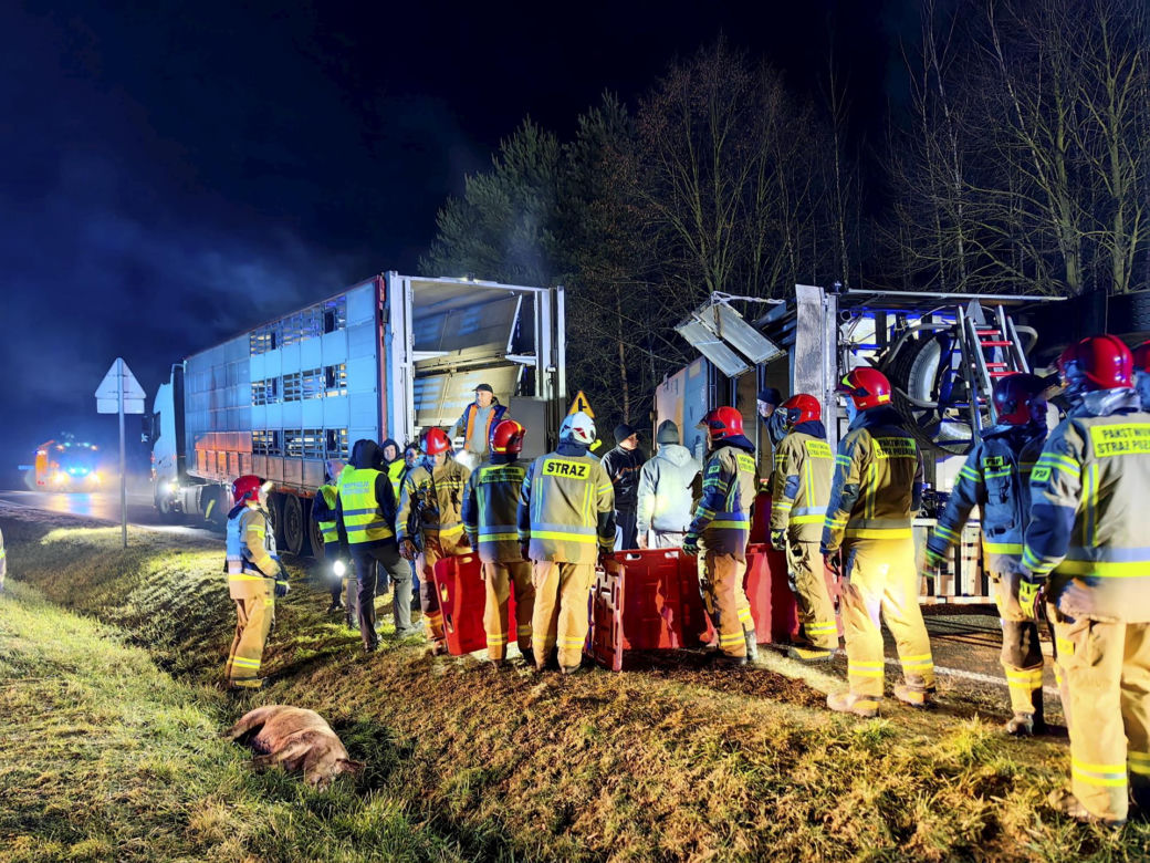 Wypadek tira na drodze krajowej nr 70. Zginęło kilkadziesiąt świń [ZDJĘCIA].