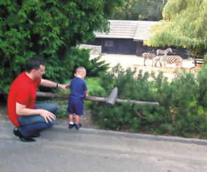 Ziobro wypoczywa w zoo