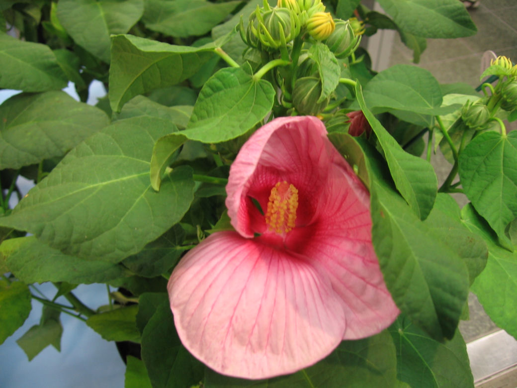 Ketmia 'Mauvelous'